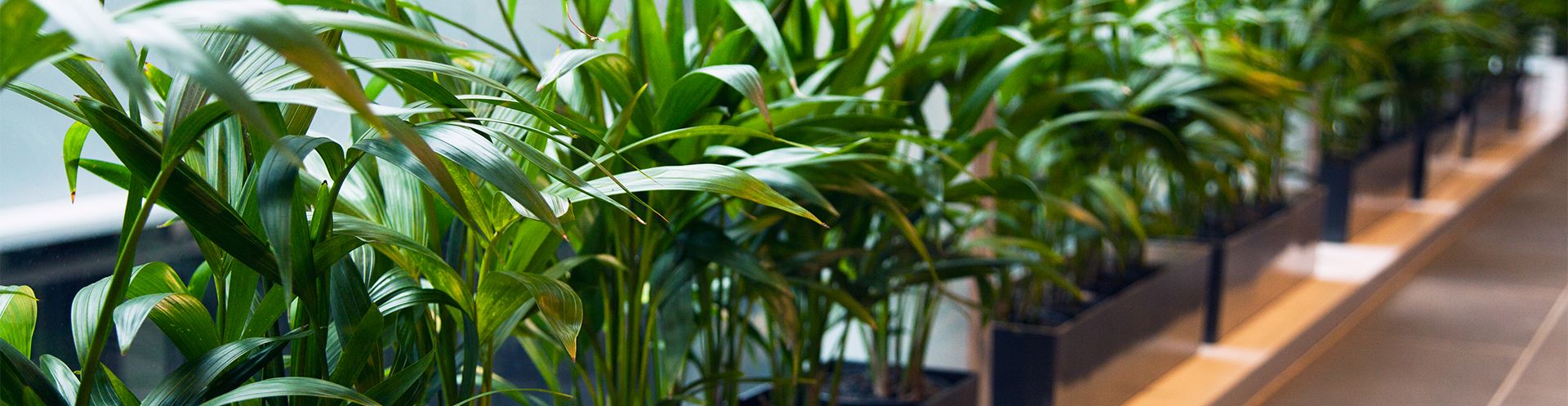 Indoor Plant Hire FAQs | Questions and Answers | The Plant Man