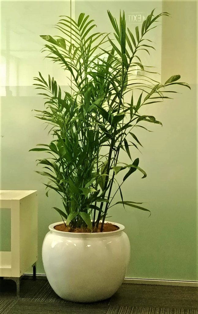 Get Ready For The New Year With Office Plants 