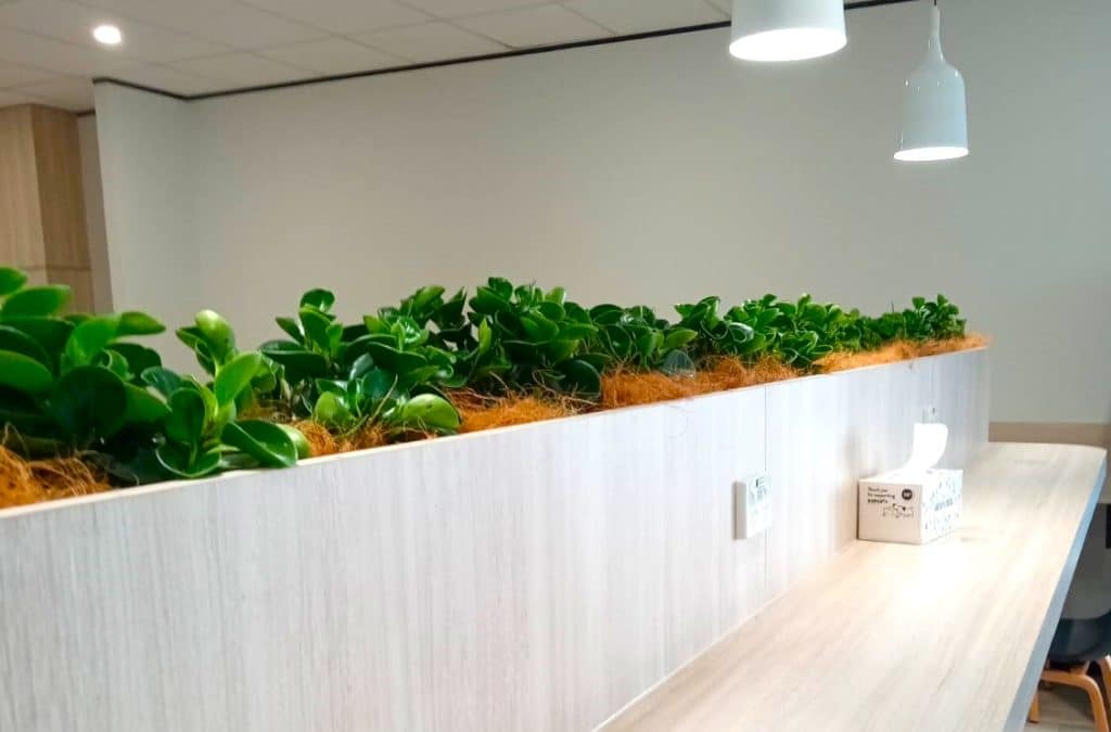 Plant Hire Sydney & Indoor Office Plant Hire - The Plant Man