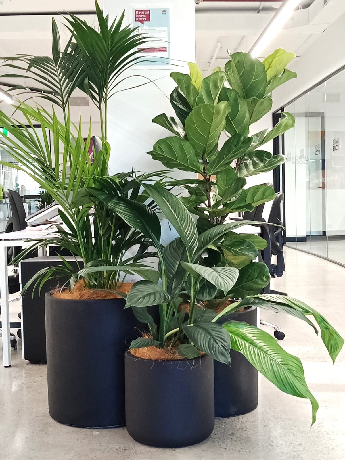 Nature in the Workplace | Biophilic Office Design | The Plant Man